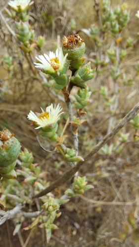 Image of Swartland Spoonfig (Erepsia hallii) by (c) Jacques van der Merwe, some rights reserved (CC BY-SA)