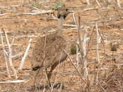 Eupodotis vigorsii vigorsii