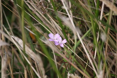 Epilobium pallidiflorum