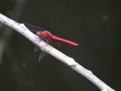Rhodopygia hinei