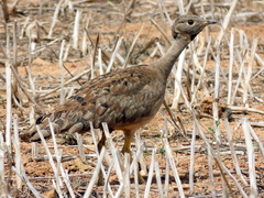 Eupodotis vigorsii vigorsii