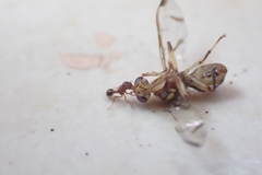 Zeugodacus cucurbitae