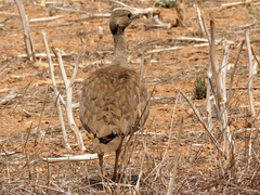 Eupodotis vigorsii vigorsii