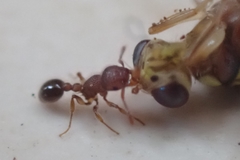 Zeugodacus cucurbitae