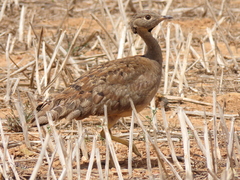 Eupodotis vigorsii vigorsii