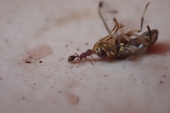 Zeugodacus cucurbitae