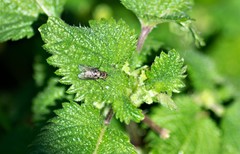 Limnophora maculosa