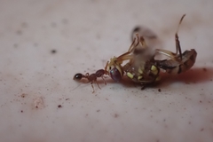 Zeugodacus cucurbitae