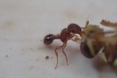 Zeugodacus cucurbitae