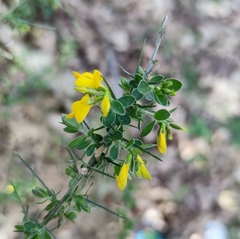 Genista falcata
