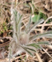Pulsatilla cernua