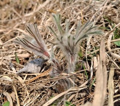 Pulsatilla cernua