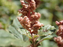 Amaranthus deflexus