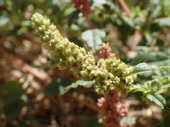 Amaranthus deflexus