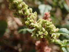 Amaranthus deflexus