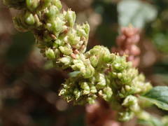 Amaranthus deflexus