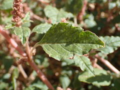 Amaranthus deflexus
