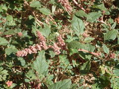 Amaranthus deflexus