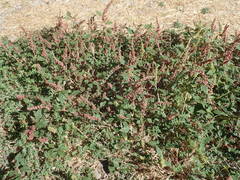 Amaranthus deflexus