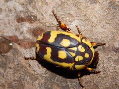 Pachnoda sinuata