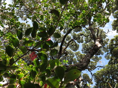 Paphia meiniana