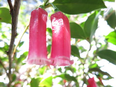 Paphia meiniana
