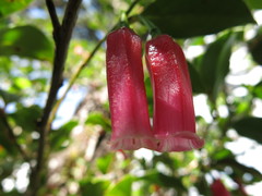 Paphia meiniana