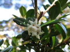 Alyxia orophila