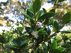 Alyxia orophila
