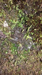 Lathagrium auriforme