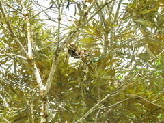 Dendrolagus bennettianus