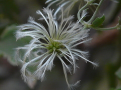 Clematis wightiana