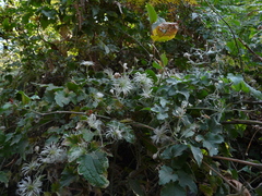 Clematis wightiana