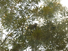 Dendrolagus bennettianus