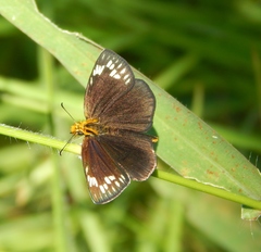 Metisella willemi
