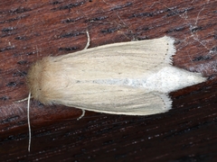 Bathytricha truncata