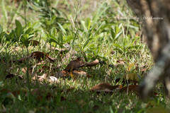 Acanthocercus atricollis