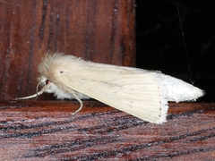 Bathytricha truncata