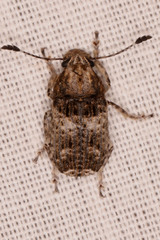 Phloeobius