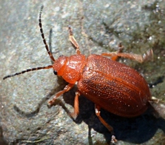 Tricholochmaea kalmiae