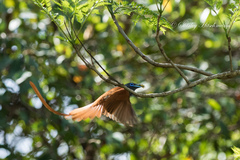 Terpsiphone viridis plumbeiceps