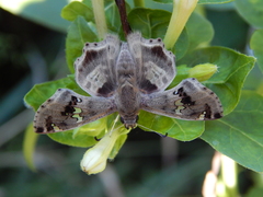 Caprona pillaana