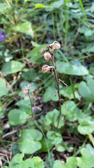 Pyrola rotundifolia