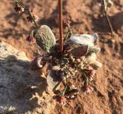 Eriogonum cernuum