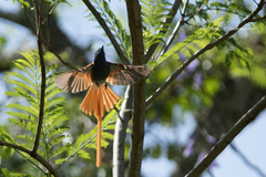 Terpsiphone viridis plumbeiceps