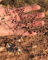 Eriogonum cernuum
