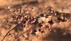 Eriogonum cernuum