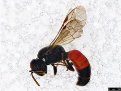 Hylaeus littleri