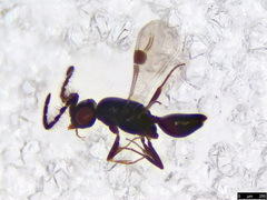 Dendrocerus