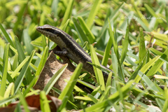 Trachylepis wahlbergii